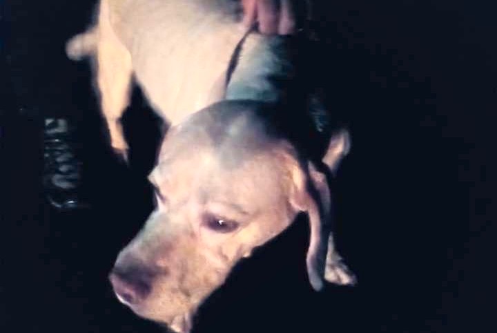 Fundmeldung Hund Männliche Léotoing Frankreich