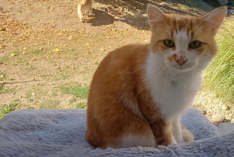 Discovery alert Cat Male Pont-Salomon France Discovery alert Cat Male Pont-Salomon France
