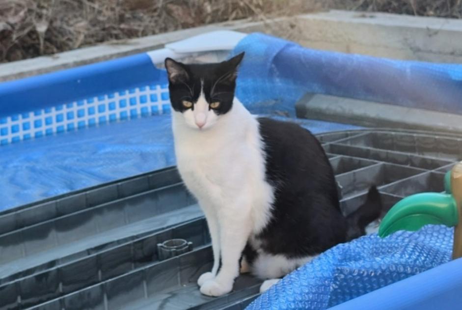 Disappearance alert Cat Male , 1 years Lavoûte-sur-Loire France