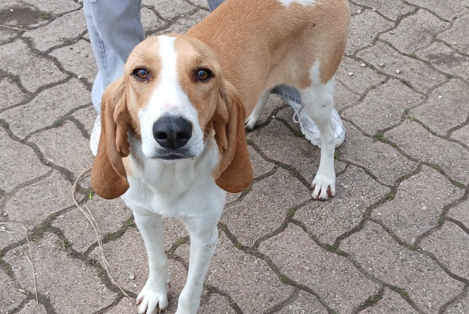 Discovery alert Dog miscegenation Female Vergongheon France