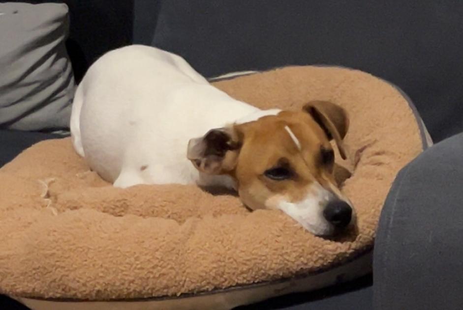 Alerta de Desaparición Perro  Macho , 1 años Saint-Hostien Francia