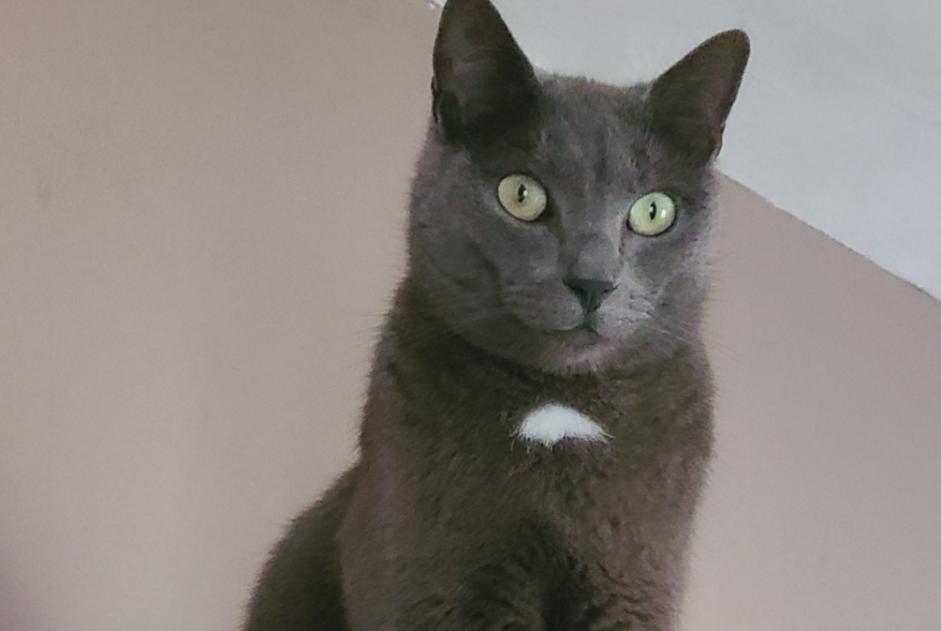 Alerte Disparition Chat croisement Mâle , 5 ans Vineuil France Alerte Disparition Chat croisement Mâle , 5 ans Vineuil France