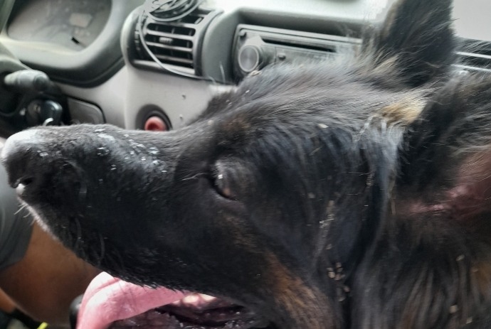 Alerte Découverte Chien  Femelle Aucamville France
