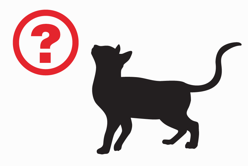Alerta de Hallazgo Gato cruce Desconocido Tence Francia