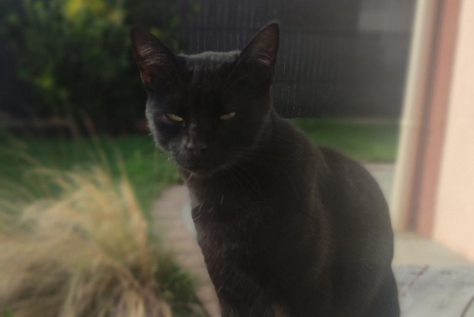 Avviso scomparsa Gatto incrocio di razze Maschio , 5 anni Châtelaudren-Plouagat Francia Avviso scomparsa Gatto incrocio di razze Maschio , 5 anni Châtelaudren-Plouagat Francia