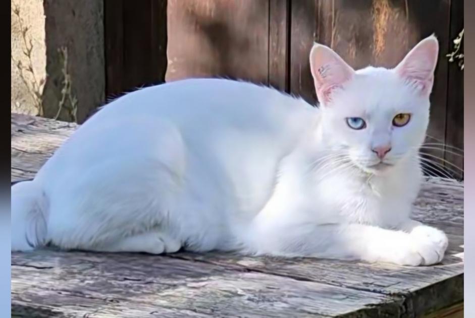 Avviso scomparsa Gatto Maschio , 1 anni Saint-Hostien Francia Avviso scomparsa Gatto Maschio , 1 anni Saint-Hostien Francia